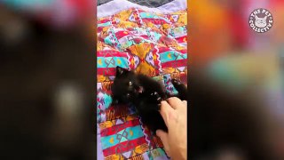 31 Funny Kittens - Cat Video Compilation 2017 -