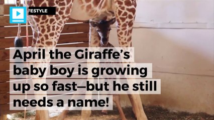 Help pick out a name for April the Giraffe's baby boy!