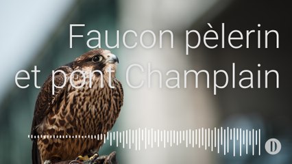 Faucon pèlerin et pont Champlain