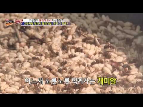 고단백질 덩어리 불개미알! 그 맛은? [뉴 코리아 헌터] 16회 20160921