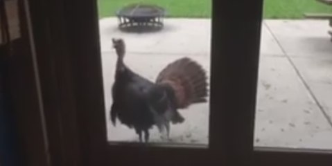 Deputies Respond to Gobbling 'Aggressive Subject' in Hendricks County