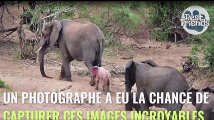 A photographer sees an albino elephant all pink