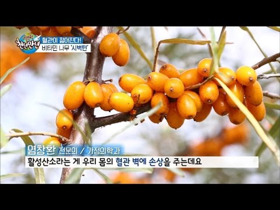 비타민 나무 ‘시벅턴’ [슈퍼푸드 투어 천년만년] 3회 20160920