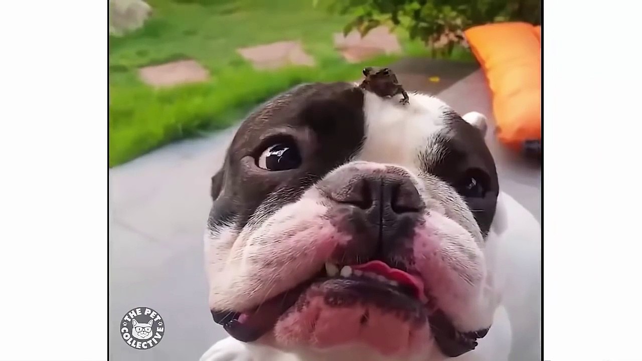 Những chú chó dễ thương nhất 2016 Phần 6 Cute dogs