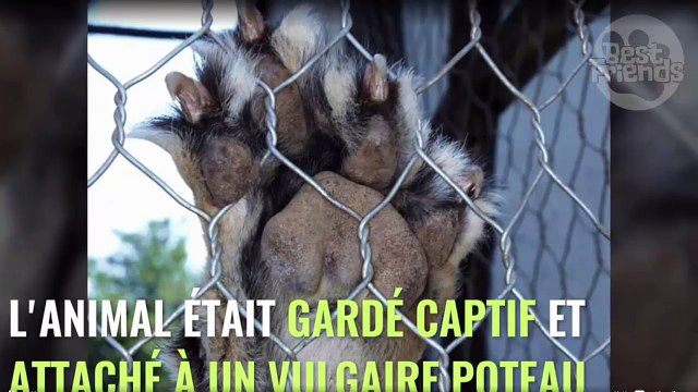 Enchaîné toute sa vie à un poteau, ce lion va enfin connaître la liberté