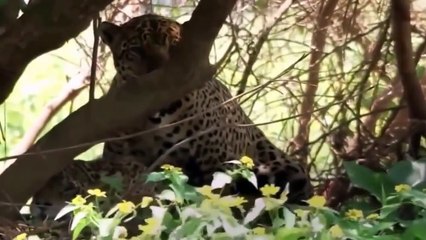 NHẠC THẾ GIỚI ĐỘNG VẬT SÔI ĐỘNG CÙNG KHÁM PHÁ BÍ ẨN THIÊN NHIÊN