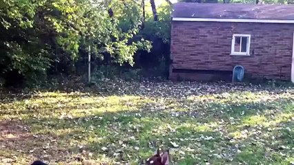 animals monkey-hi-10