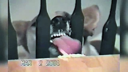 animals monkey-hi-12