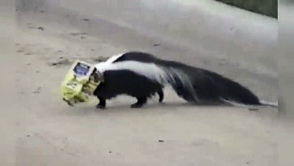 animals monkey-hi-17