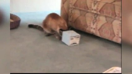 animals monkey-hi-16