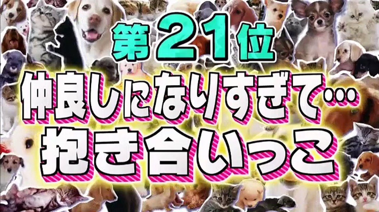 超かわいい映像連発！どうぶつピース 総勢257匹!最高にカワイイ瞬間ベスト23   2017年04月14日 170414 part 1/3
