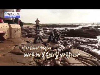 감동, 기름에 젖은 팽귄을 목욕시키다! [광화문의 아침] 317회 20160919