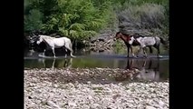 AZ Salt River Wild Horses sparring over a mare and foal