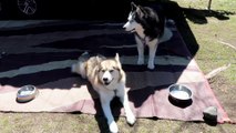 CAMPING WITH DOGS  Adventure Huskies