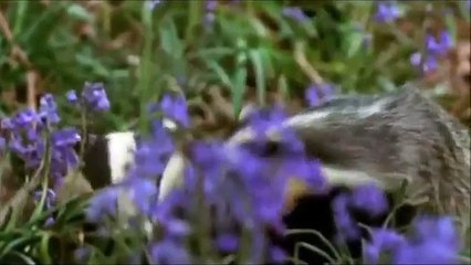 A Farm For The Future Documentary