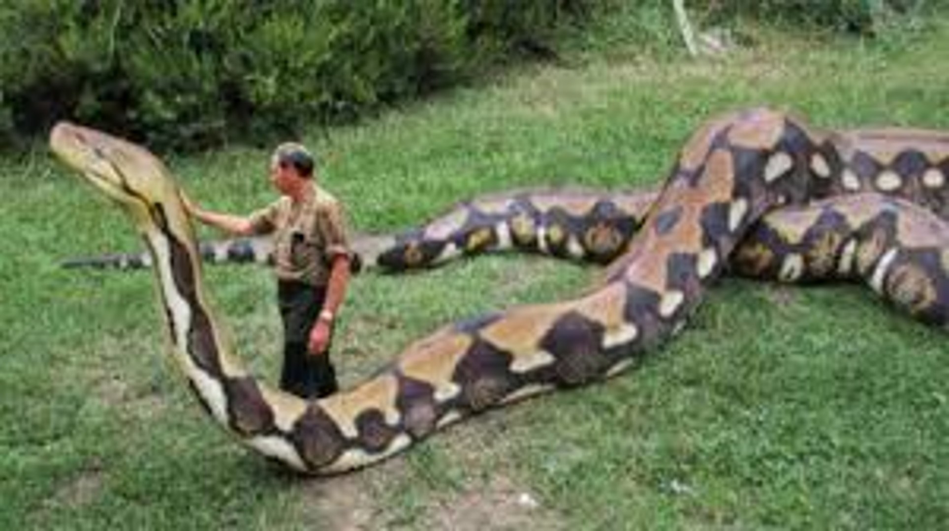 Amazing Big Python Big Anaconda Largest Snake Biggest Snake Of The