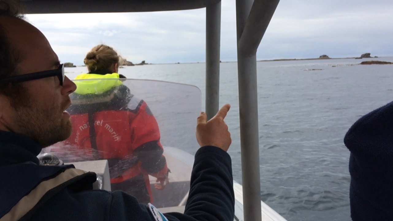 Comptage des phoques dans la Chaussée de Sein