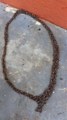 Ces chenilles essaient de nous dire quelque chose...