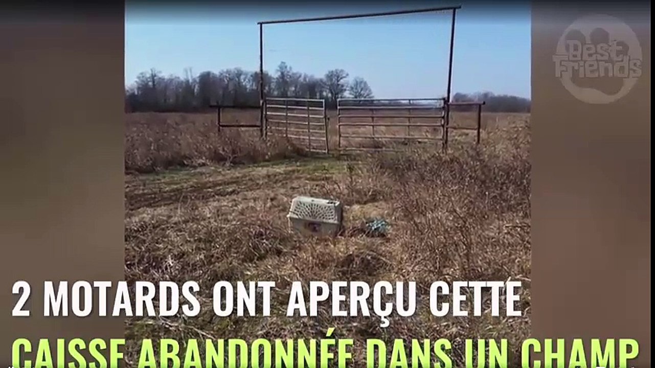 Un motard découvre une chienne abandonnée enfermée dans une caisse au milieu d'un champ