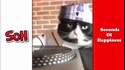 DJ  Dancing Cat ¦ Funny Cat LOL - Seconds Of Happiness