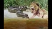 Anaconda Vs Jaguar, Crocodile, Giraffe, Lion   Fight Till Death - Amazing Wild Animal Attacks #7
