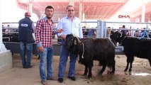 Burdur'da En Güzel Keçi ve Koç Yarışması Yapıldı