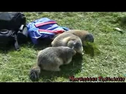 Grognements de marmottes