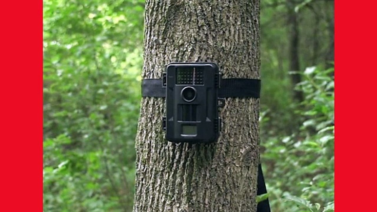 Trail Cameras