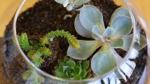 Comment réaliser son terrarium et créer un jardin miniature