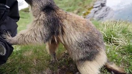 Ce photographe tombe sur une adorable marmotte… Regardez bien ce qui suit !