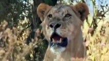 animal attack - Best Animal Fights Caught On Tape 2017 Wildlife Animal Attack Lion vs Hyenas