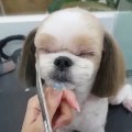 Funny puppie haircut ... chez le coiffeur   yesss