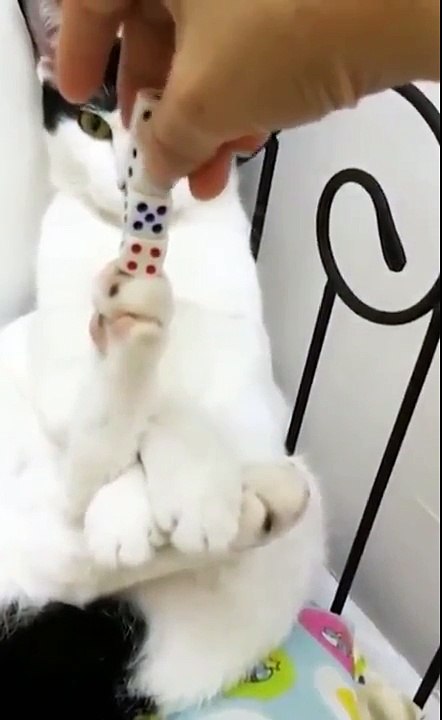 Ce chat a un talent caché d'équilibriste