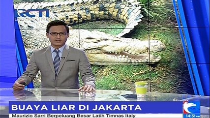 Warga Temukan Buaya Liar Sepanjang 2 Meter