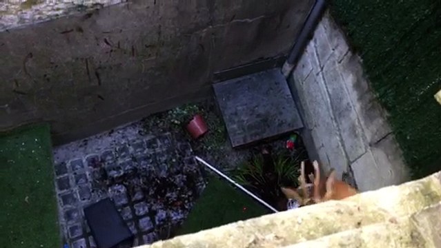 Angoulême : un chevreuil chute des remparts et tombe dans un jardin