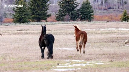 Horses chase coyote from their field