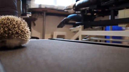 Cet hérisson court sur un tapis de course