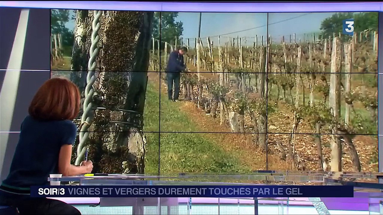 Agriculture : vignes et vergers durement touchés par le gel