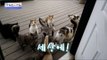 집을 찾아온 고양이 손님들! [광화문의 아침] 316회 20160913