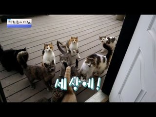 집을 찾아온 고양이 손님들! [광화문의 아침] 316회 20160913