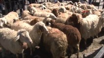 Başkent'te Çobanlar Küçükbaş Hayvan Sürüsü Gezdirdi