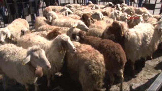 Başkent'te Çobanlar Küçükbaş Hayvan Sürüsü Gezdirdi