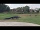 Gator Slowly Stalks Two Cranes Across Florida Golf Course