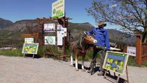 D!CI TV : la ferme Bel Ane de Bellaffaire a fait découvrir ses ânes minitatures