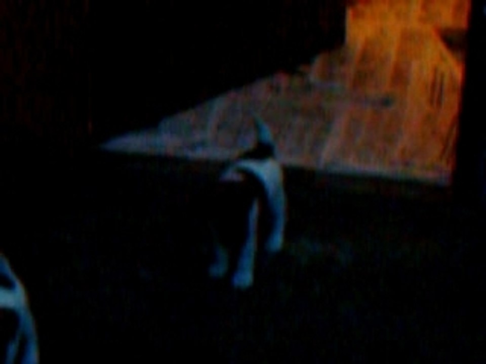 Chiots Fox-terriers à poil lisse de Vénus Du Castel Des Près