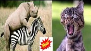 Lion Matng With Zebra Very Funny  2017 top funny video
