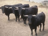 tierra de toros, las castas bravas PARTE-5-bullfighting festival Crazy bull attack people #307