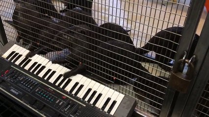 His friends tried to get together to sing me HBD, but then things quickly degenerated once the keyboard came out.