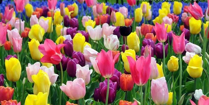 Interesting Facts In Telugu Episode -7 _ Amazing Facts You Didn't Know _ Telugu Badi