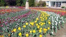 Florile Iui Dumnezeu, flori de suflet !